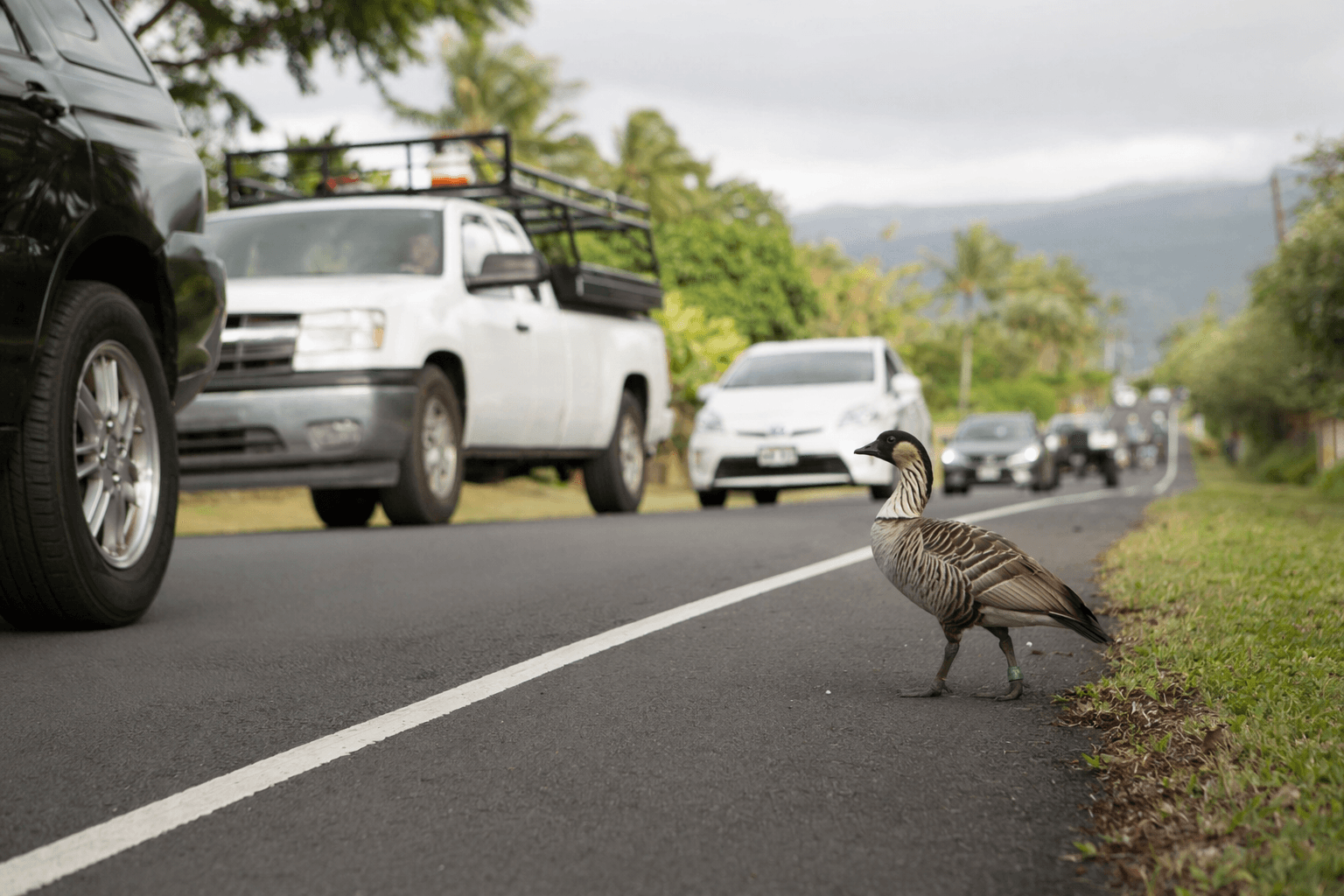 Nene killed on Kalanianaole Street renews concern in Keaukaha corridor