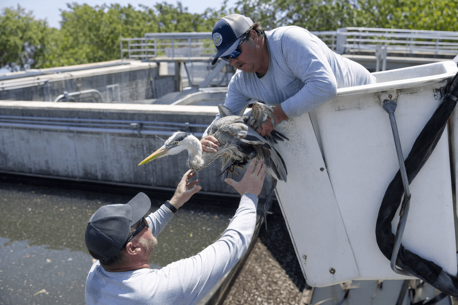 Key West wastewater workers rescue exhausted heron from basin