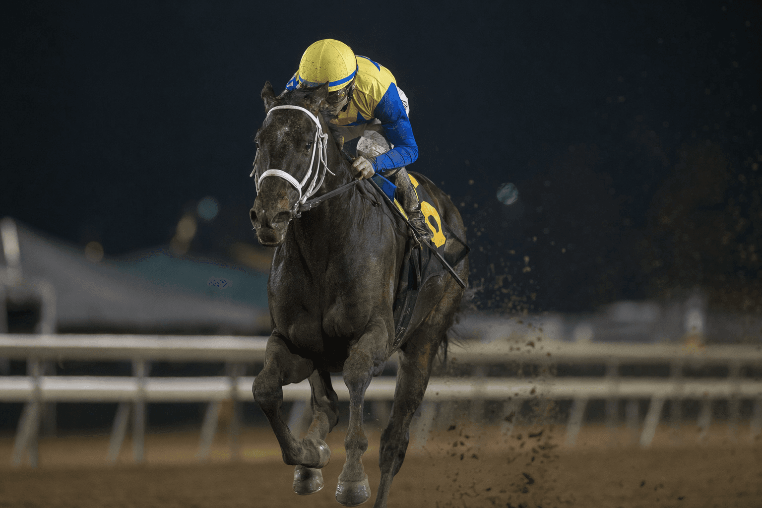 Antiquarian dominates Westchester in return, wins by 5 3/4 lengths