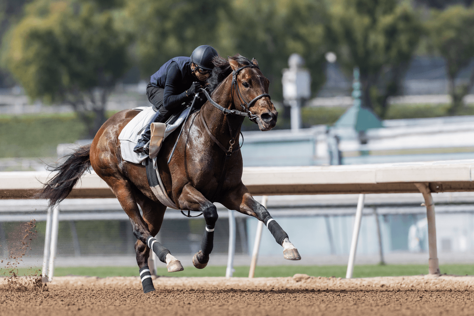 Saluto dazzles in debut, Churchill Downs target next for promising colt