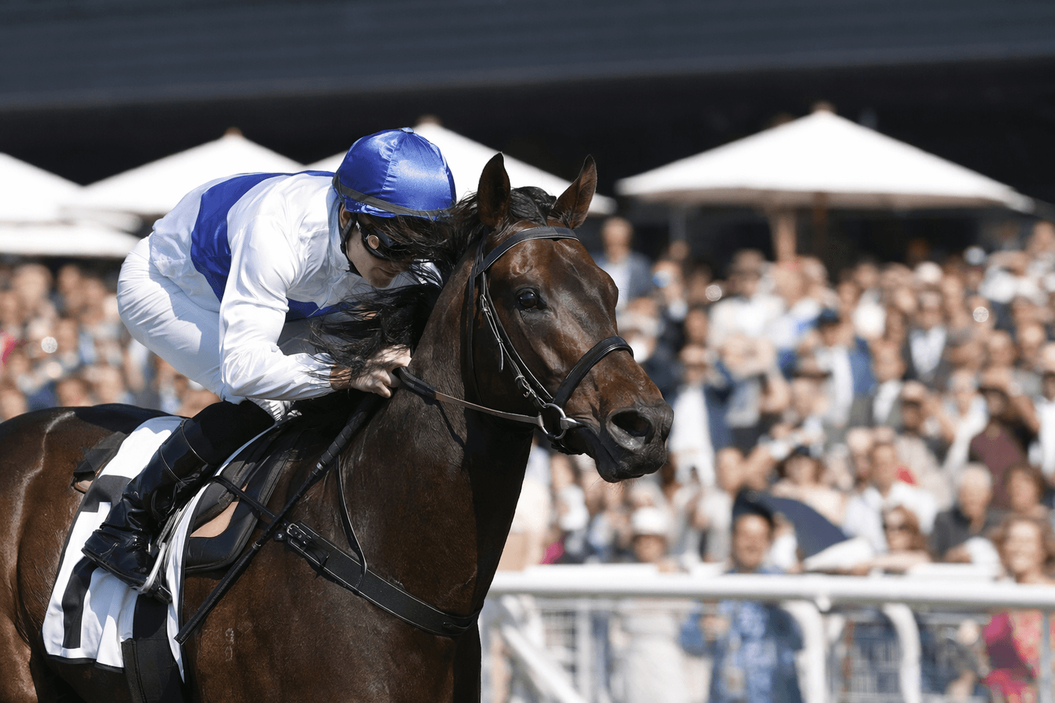 Accidental Bid, first emergency and favorite for South Australian Derby