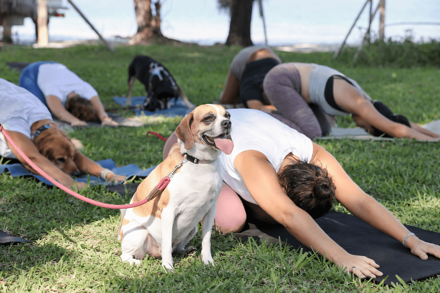 Dog Yoga at The Barnacle Pairs Owner Pups With Woofstock Fun