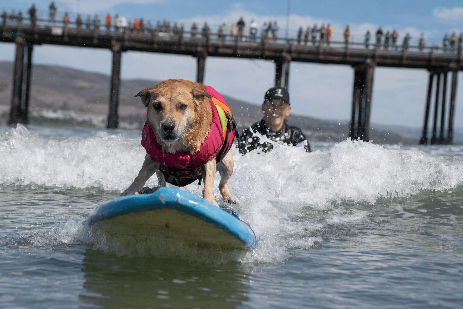 Pismo Beach hosts world dog surfing exhibition, beach festival and adoptions