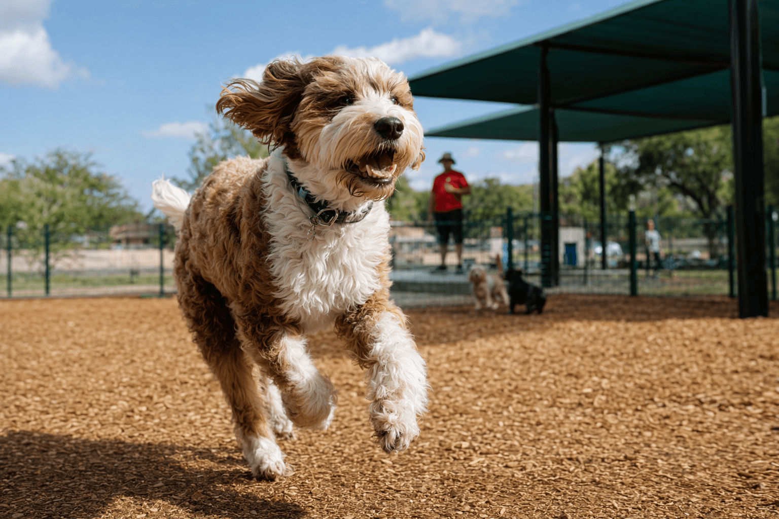 San Antonio opens Concepcion Park dog park with separate play areas