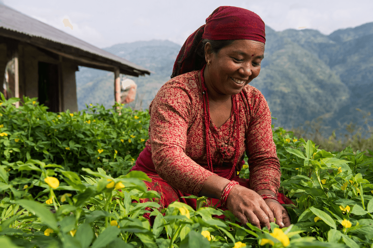 New Nepal study quantifies pollinators’ boost to nutrition and farm income