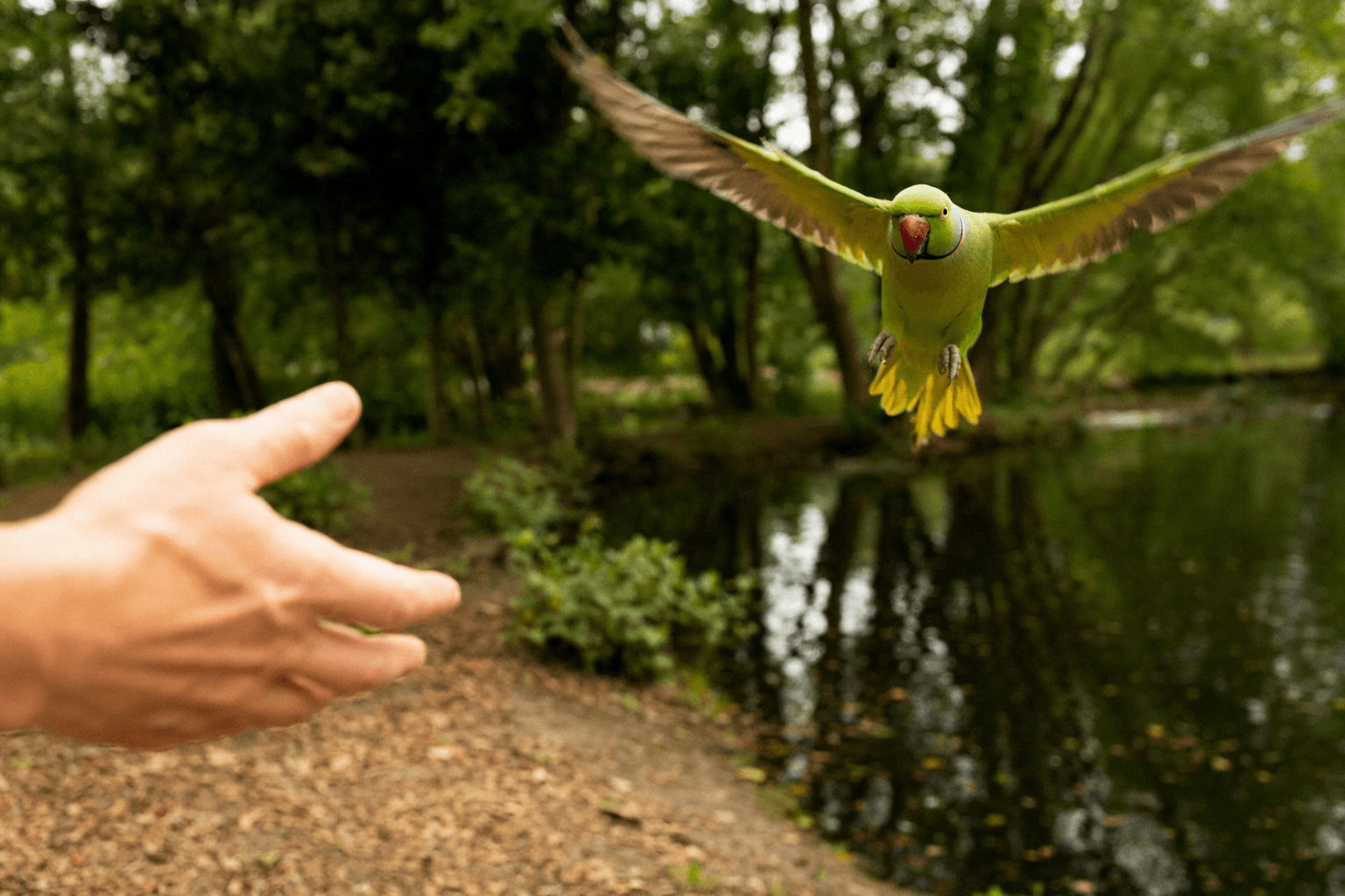 Recall Training Gives Parrots Safety, Freedom, and Reliable Return Cues
