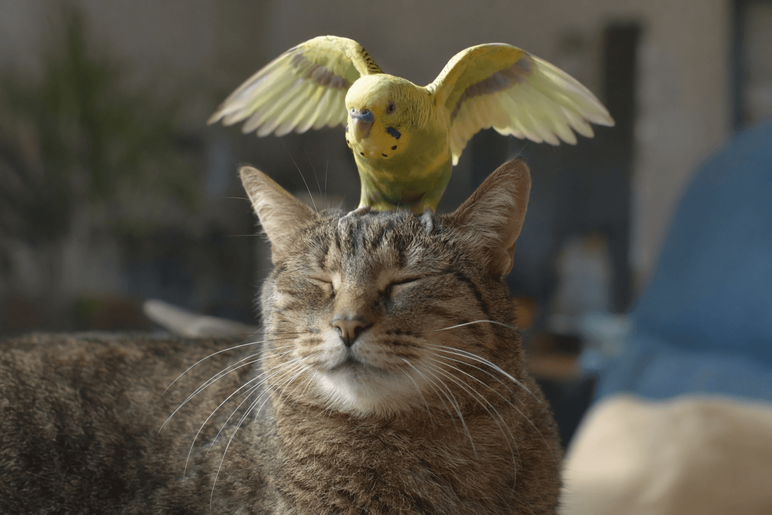 Budgie dances on cat’s head, delighting viewers and showing playful bond