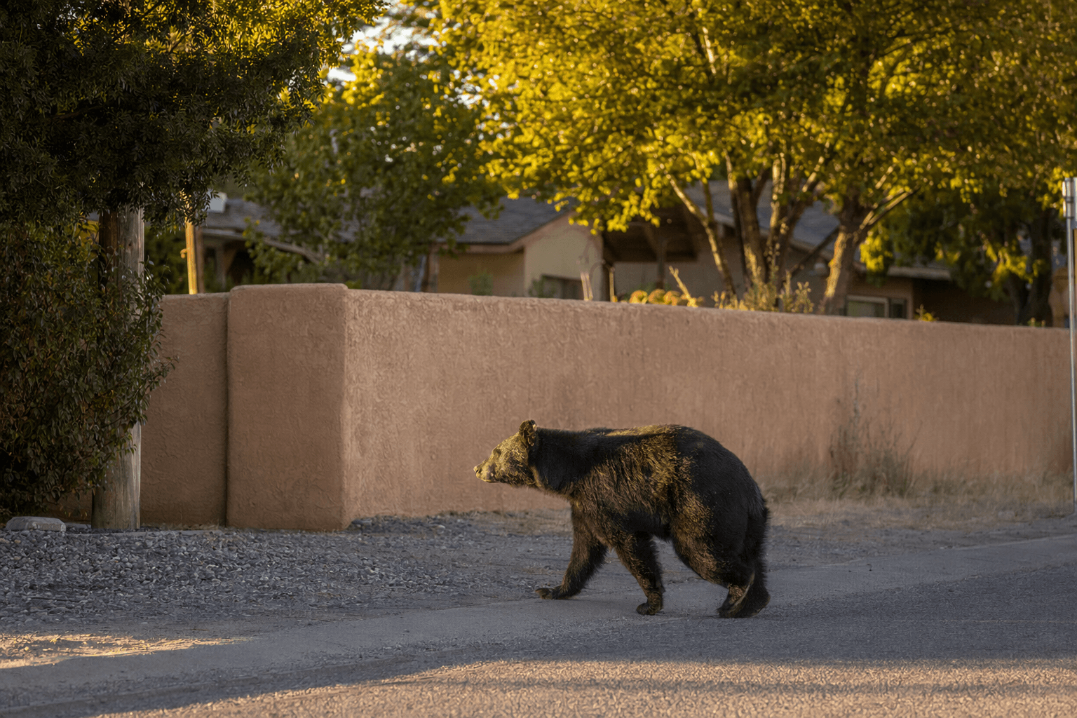 Bear spotted in Corrales, near Cibola High, prompts search