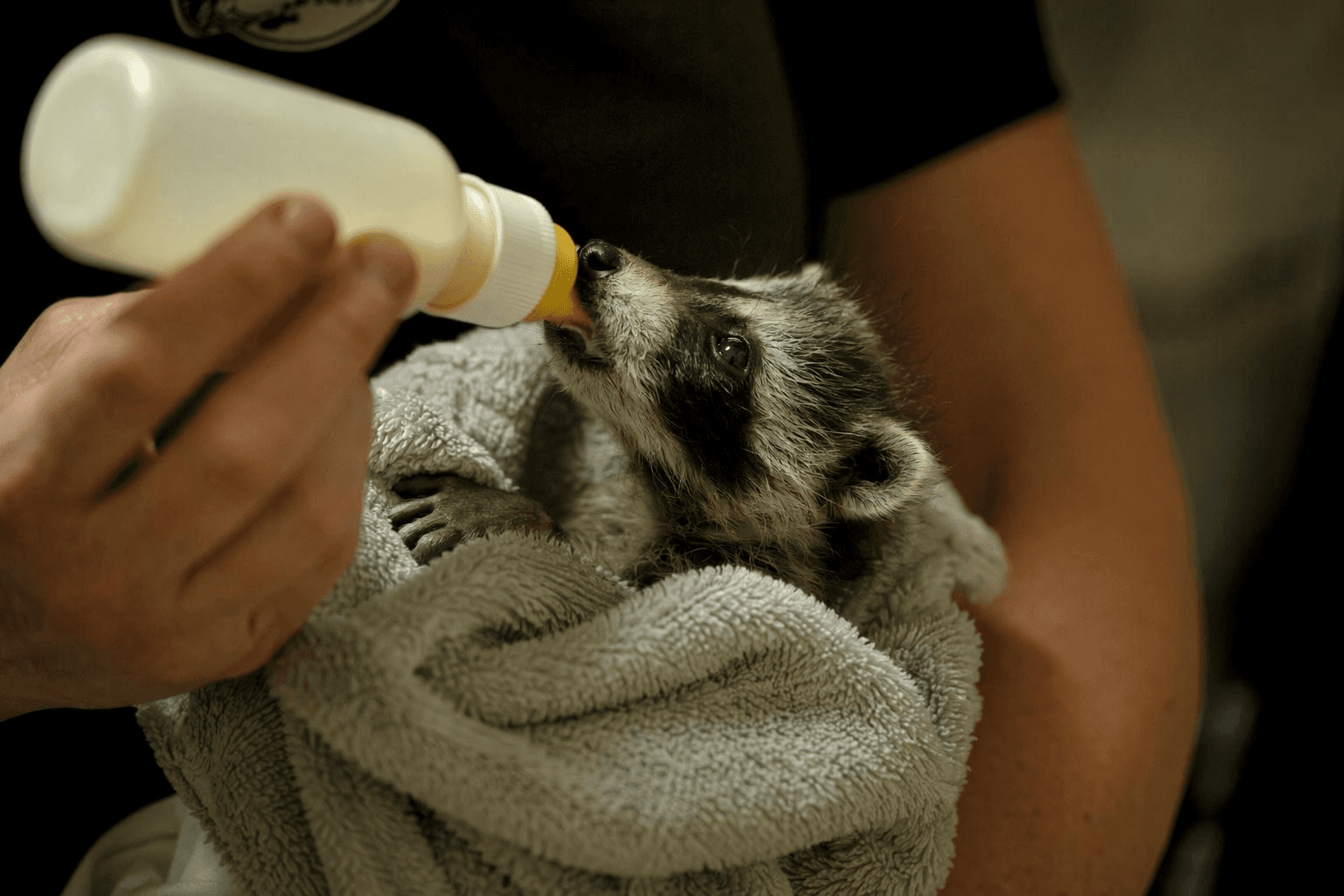 WildCare Oklahoma opens annual spring baby shower to support wildlife rehab