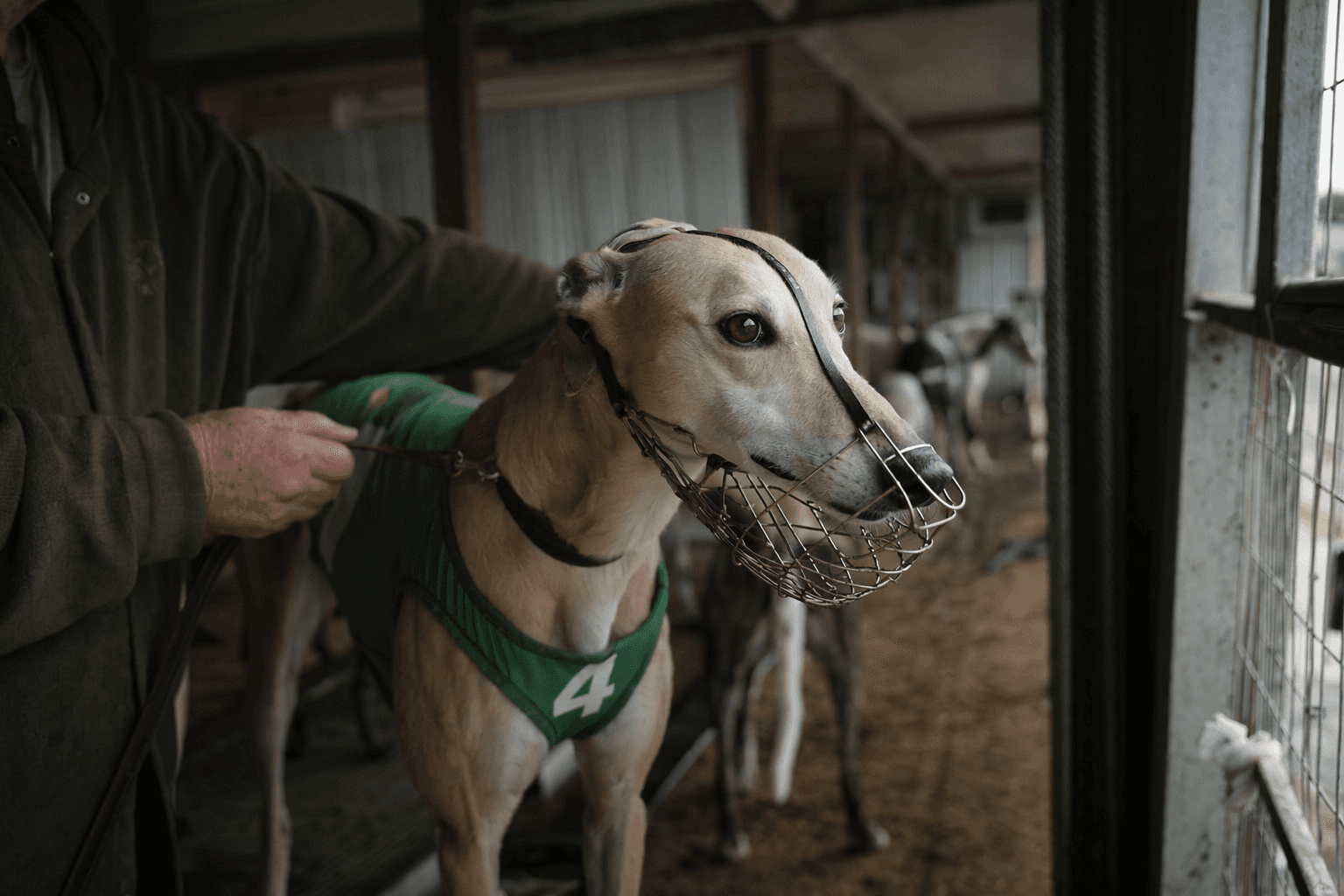 House passes bill to end greyhound racing nationwide, West Virginia tracks at risk