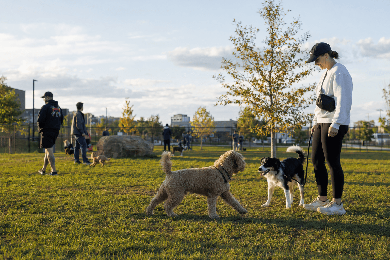 Revere to celebrate Fitzhenry Dog Park, new public spaces in revitalized corridor