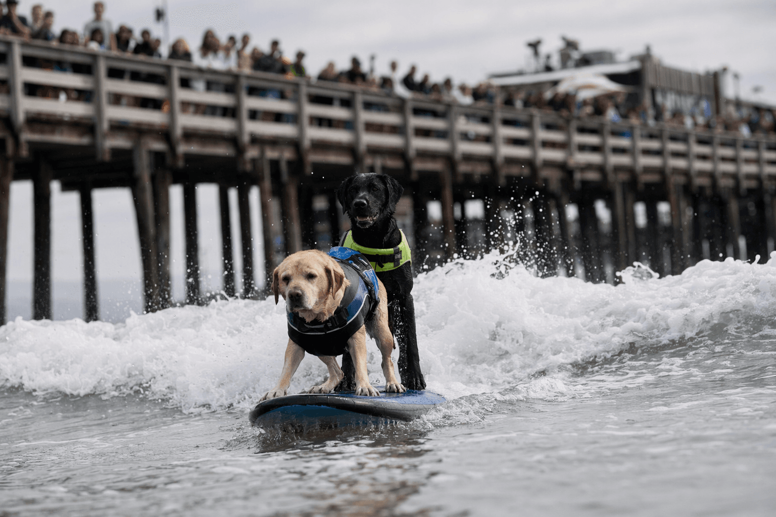 Dogs ride waves at Pismo Beach during surfing championships tour