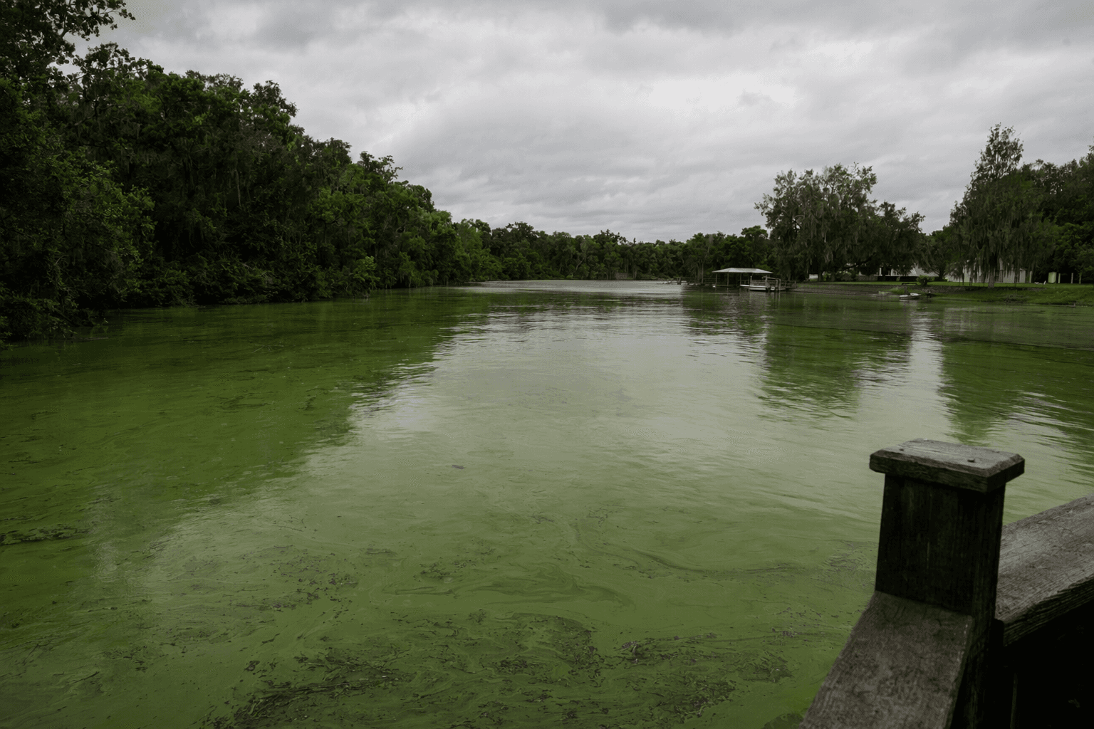 Hernando issues algae caution for Withlacoochee River near Nobleton
