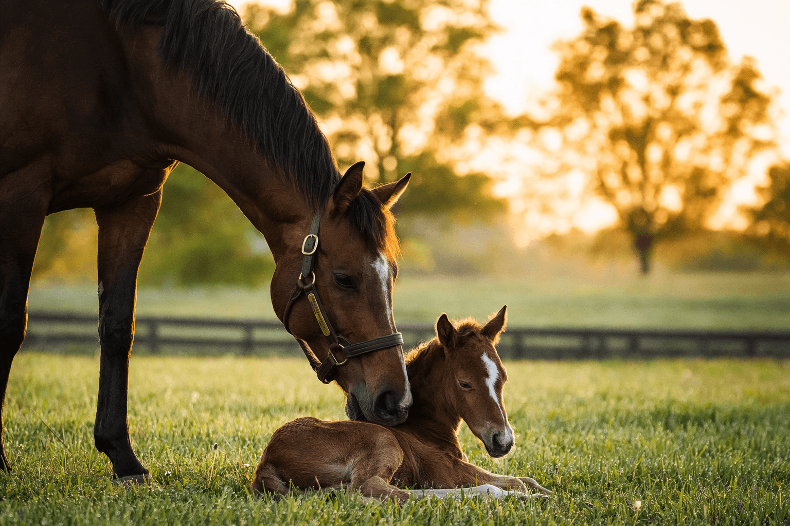 Blazing Sevens’ first crop headlines Darby Dan’s foal watch season