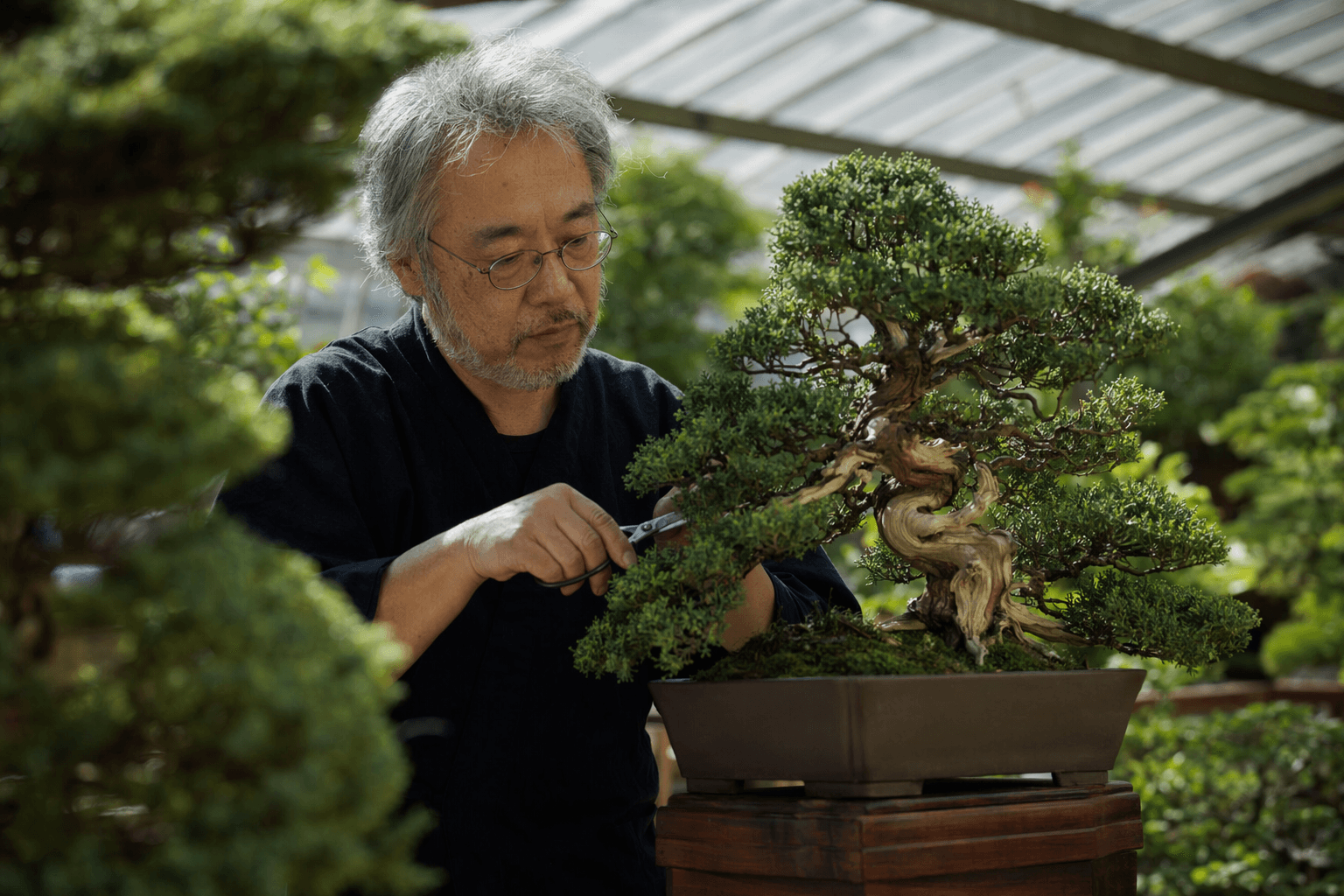 Longwood Gardens launches inaugural Bonsai Festival during summer season