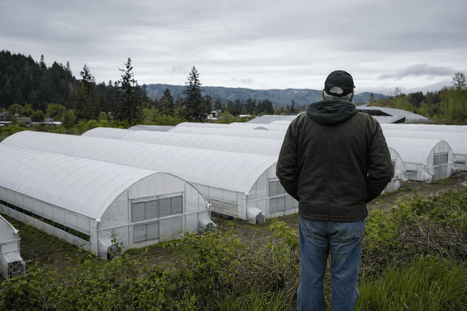 Carlotta cannabis farm expansion faces odor and water scrutiny