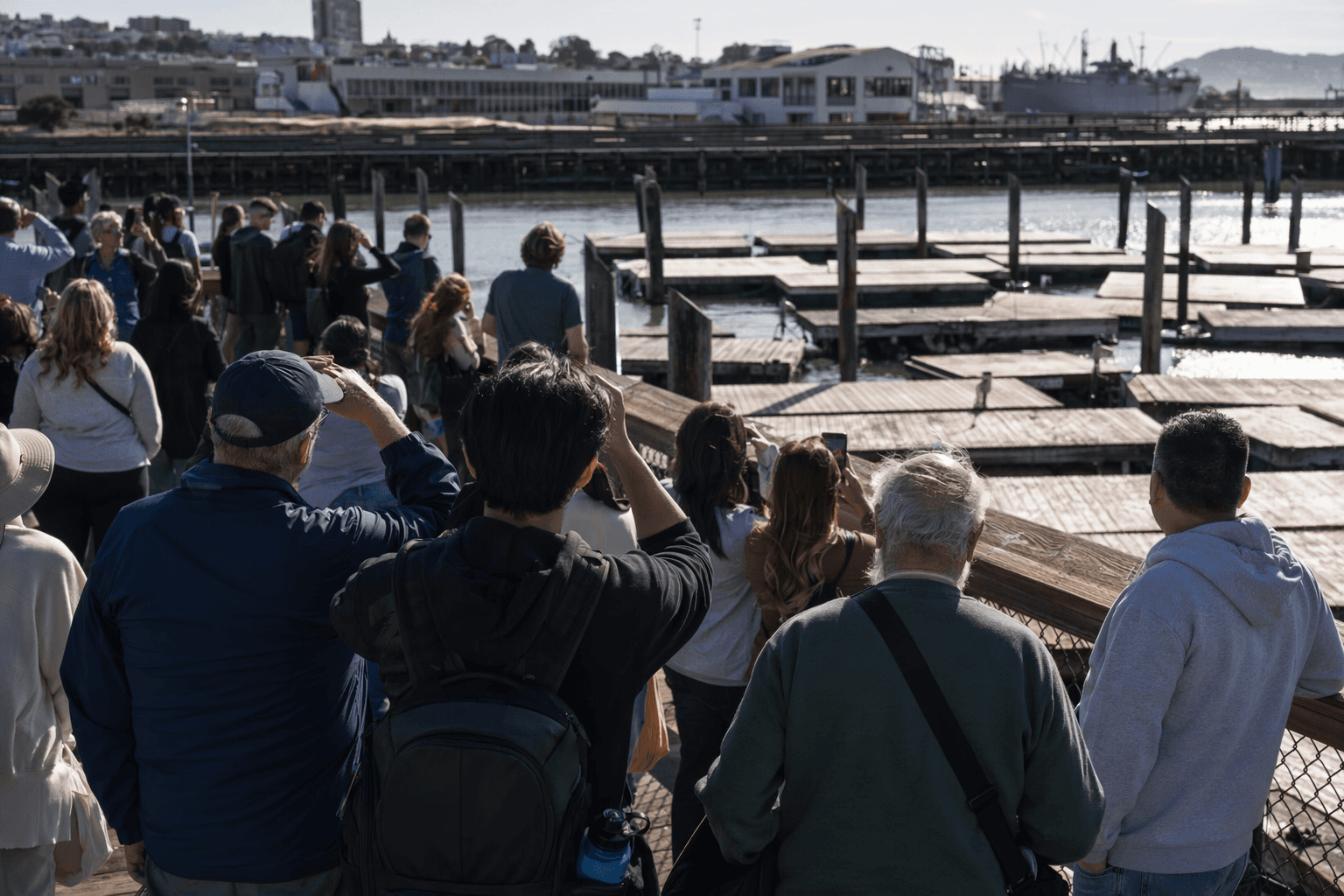 Chonkers the sea lion vanishes, leaving Pier 39 visitors searching