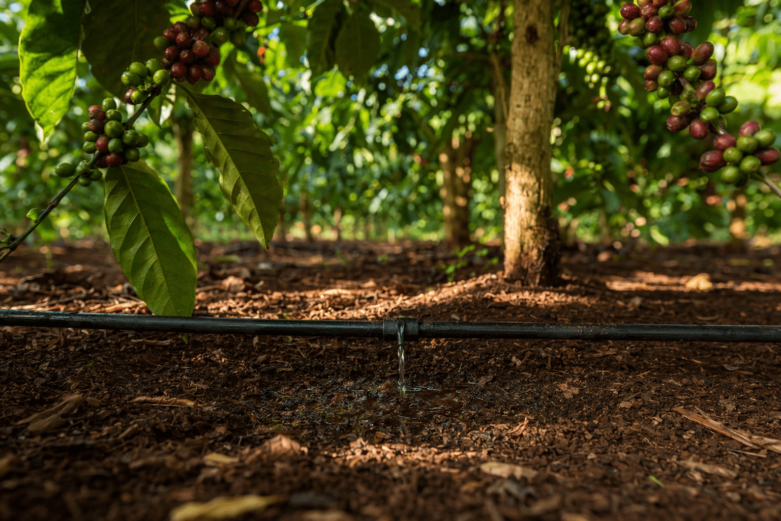Drip irrigation cuts coffee’s environmental impact by 60% in Vietnam