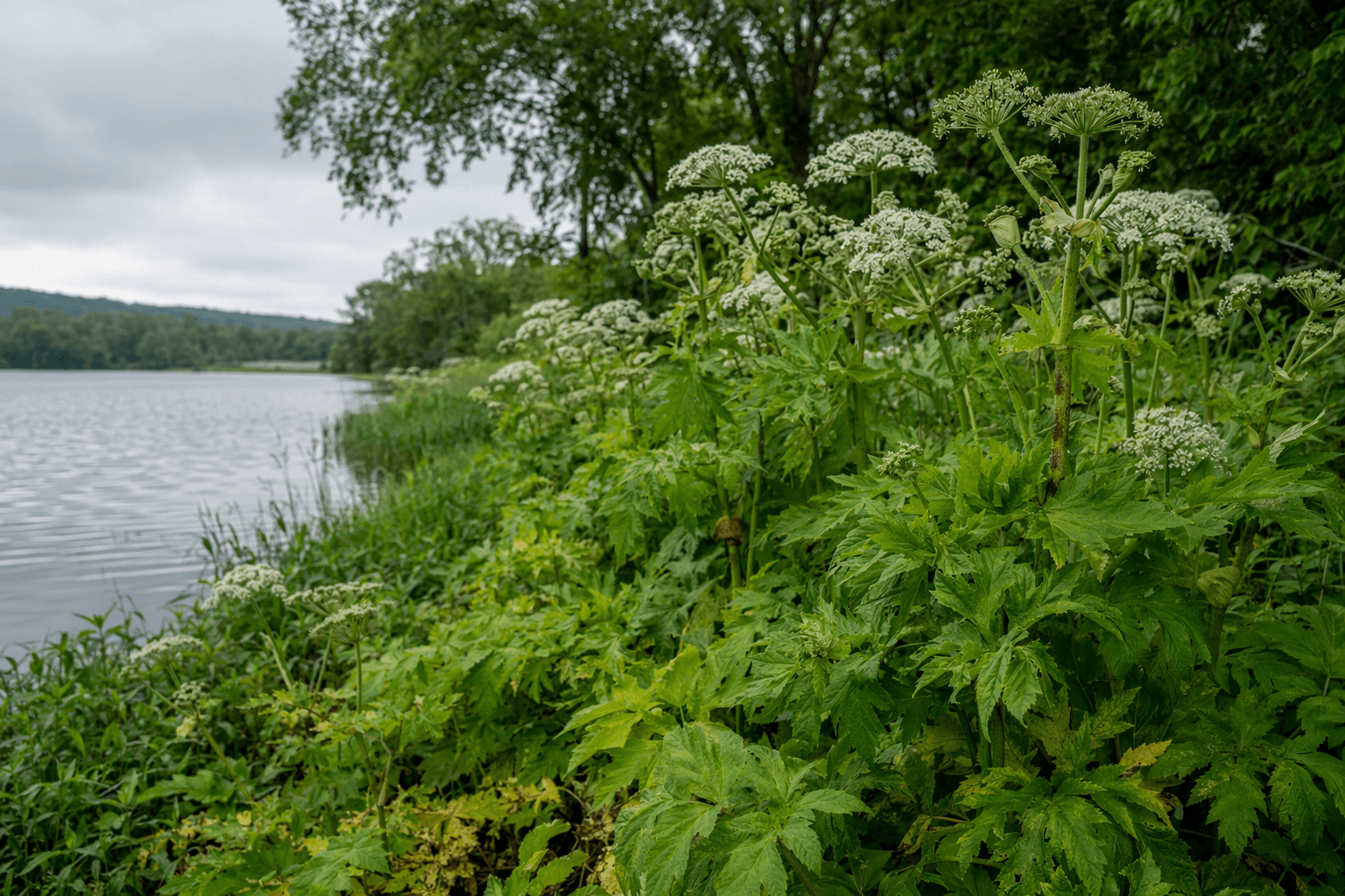 Grantham Conservation Commission to host invasive species workshop June 17
