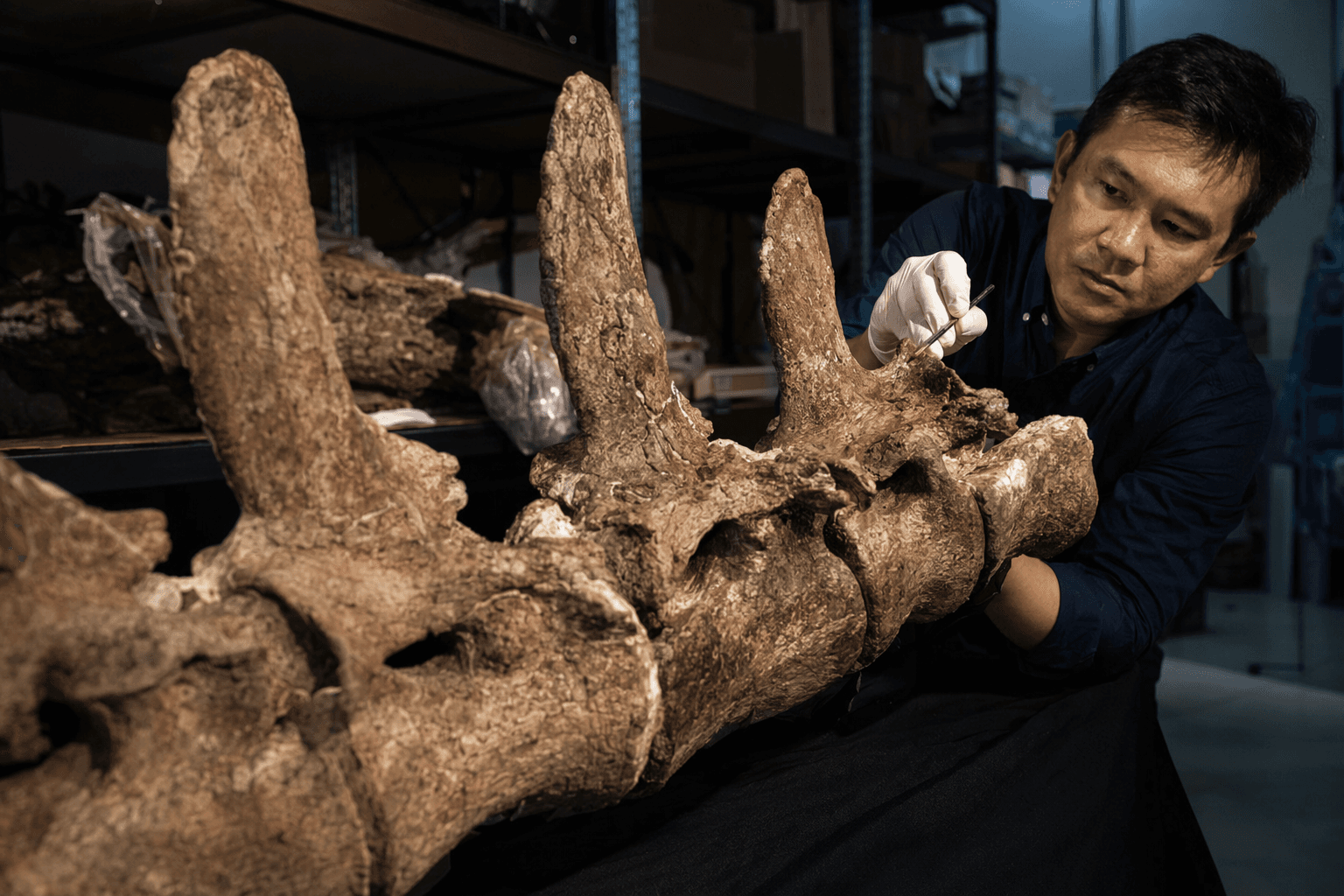 Scientists identify Southeast Asia’s largest dinosaur, a 27-tonne sauropod