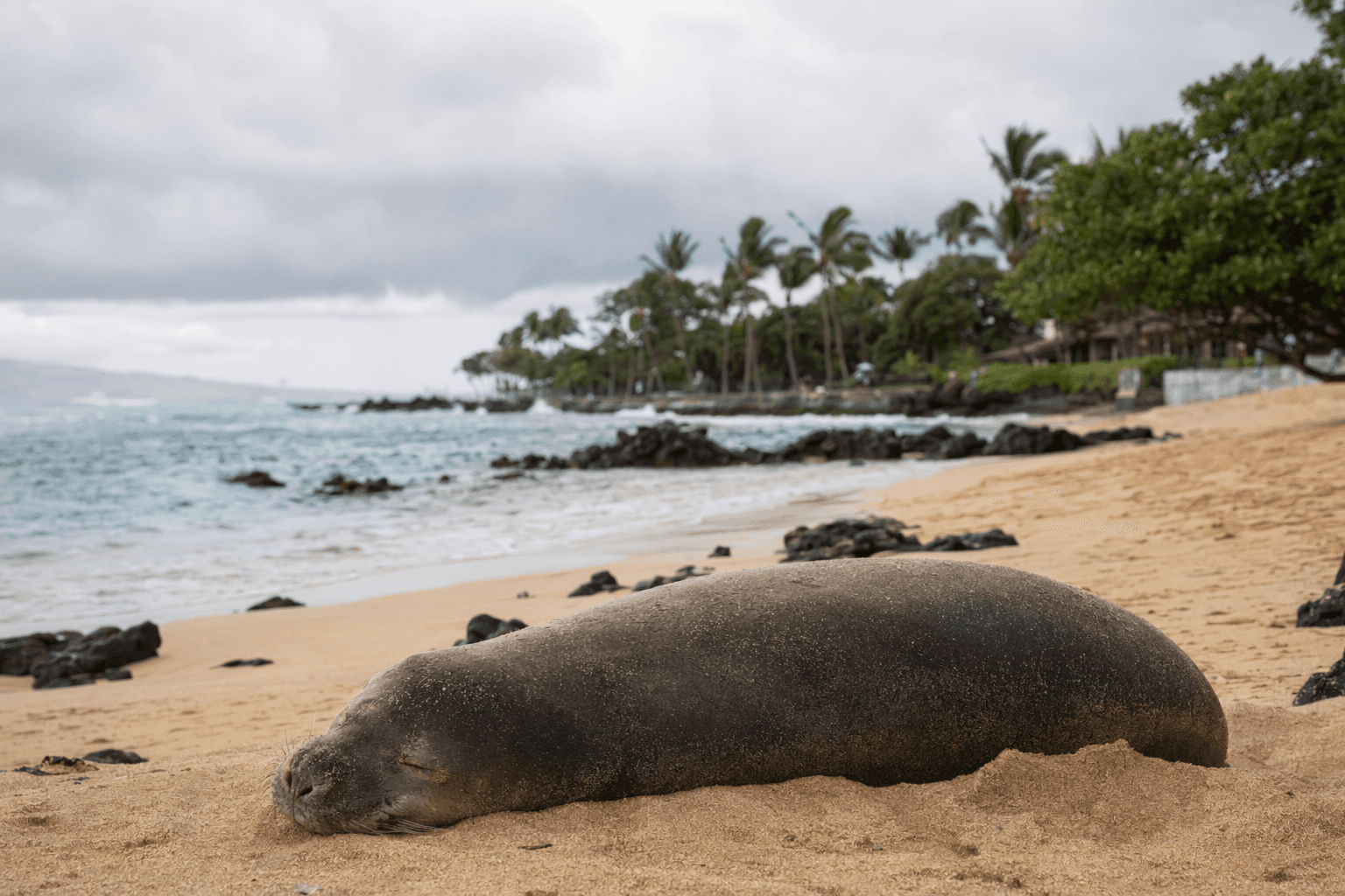 Visitor accused of throwing rock at Hawaiian monk seal, faces prison time