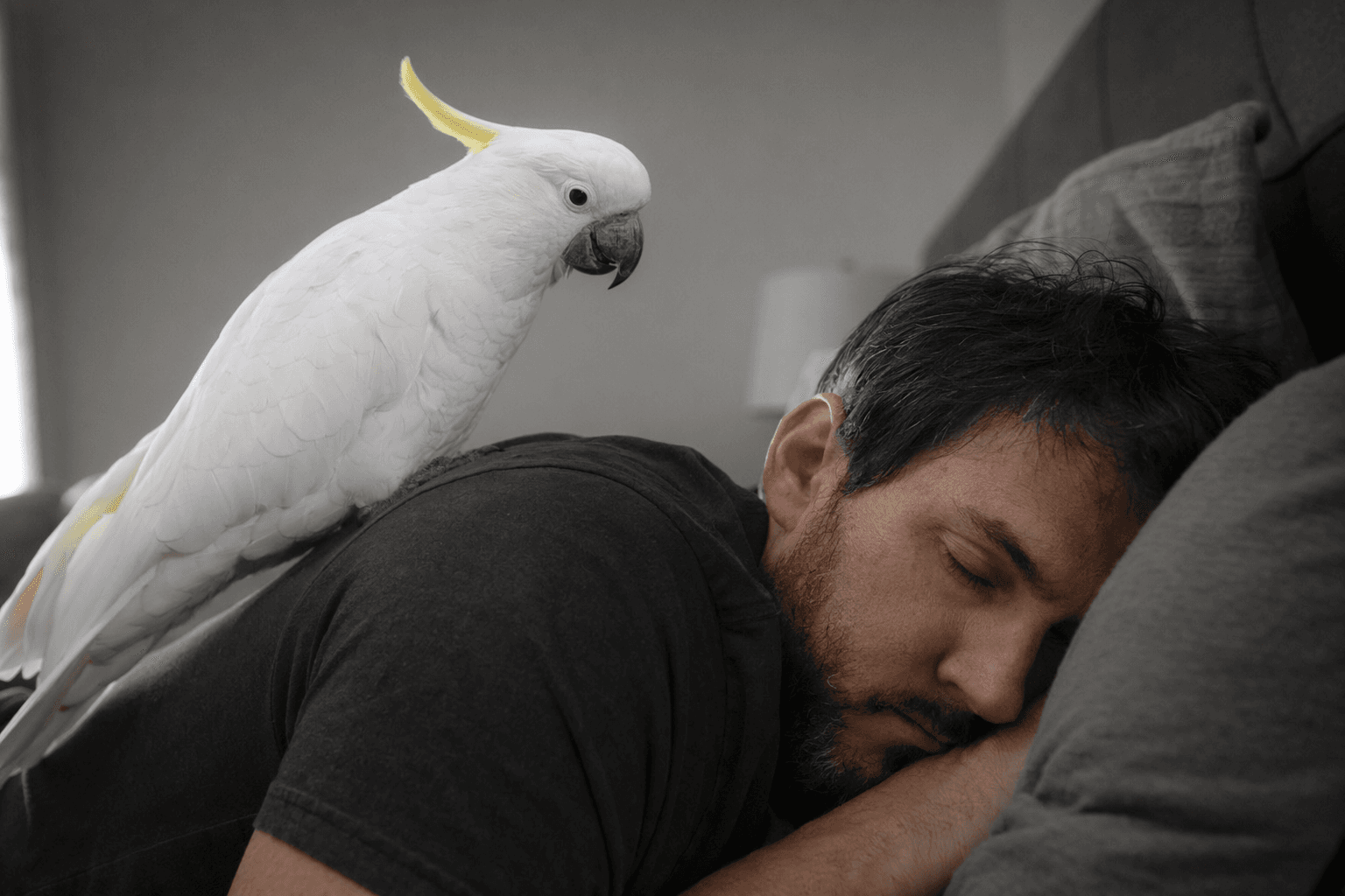 Cockatoo claims dad as his favorite person for life