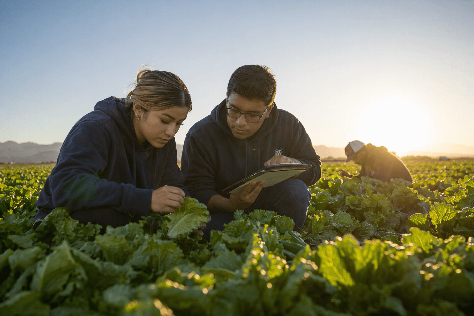 Yuma students tackle crop pests through hands-on University of Arizona research