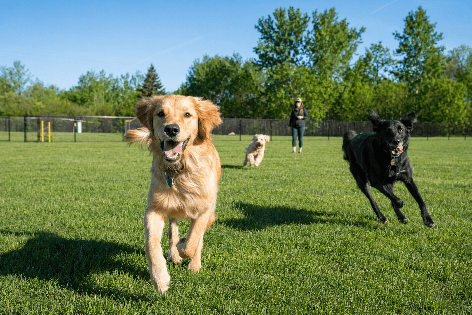 Portage opens 20-acre off-leash park for energetic dogs
