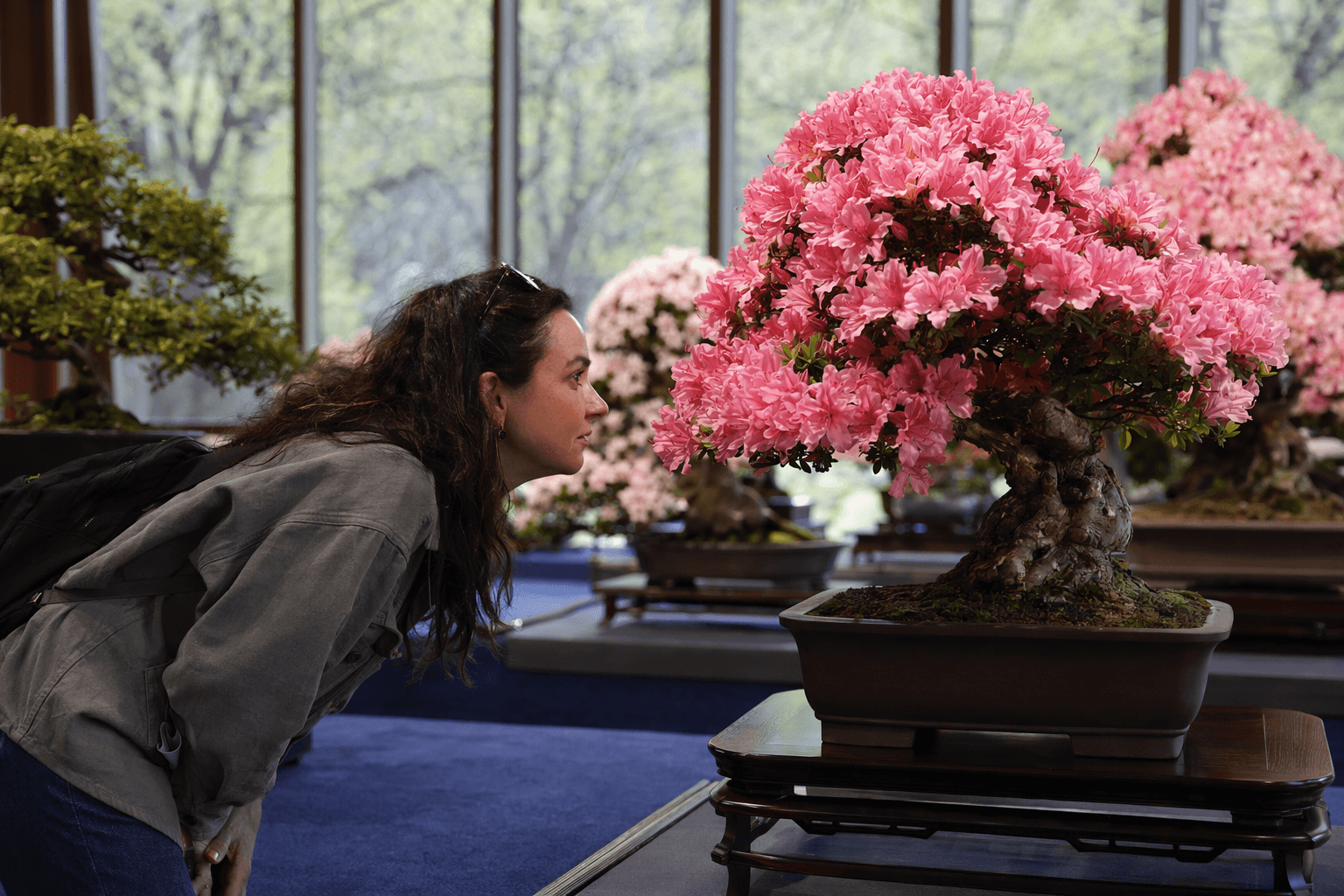 U.S. National Arboretum opens azalea bonsai exhibit for spring bloom