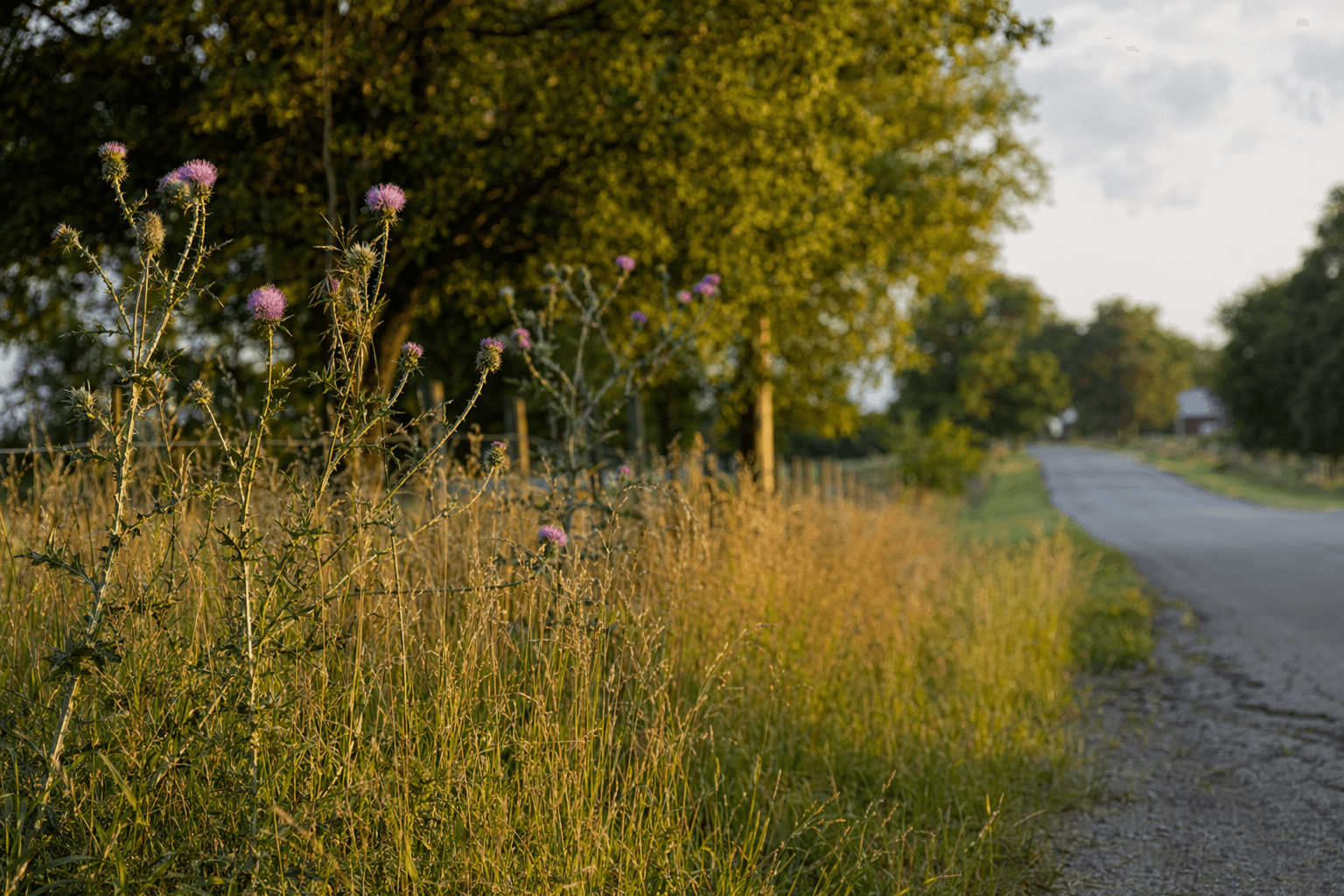 Atchison County commissioners to hear noxious weed update, public rules
