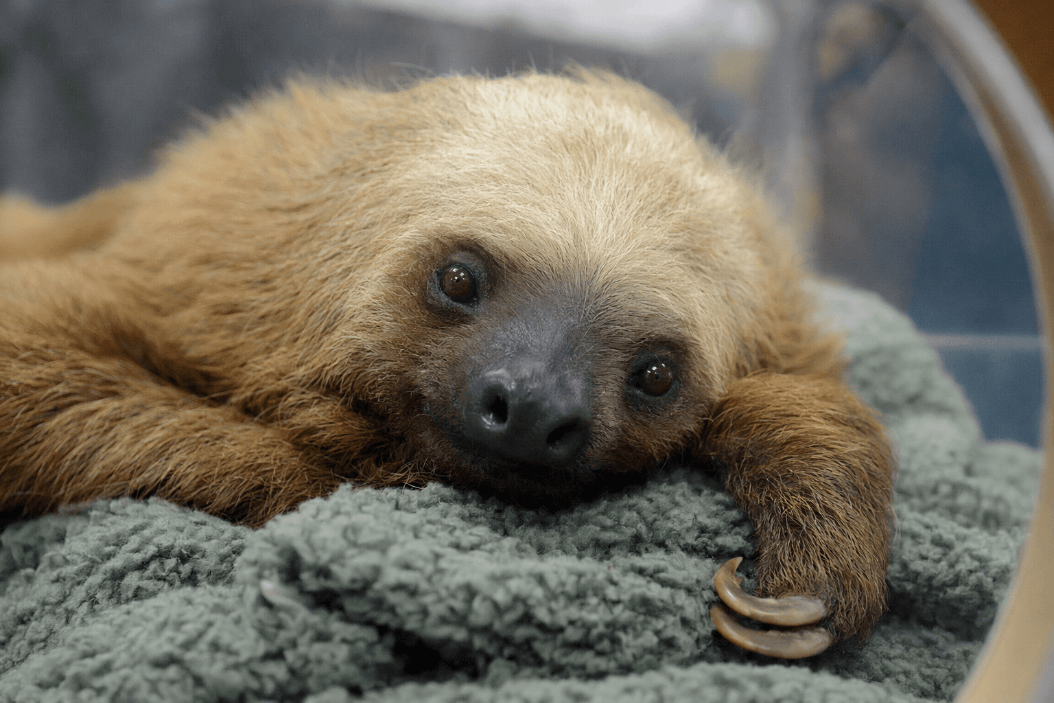 Central Florida Zoo sloth Mr. Ginger dies after intensive care efforts