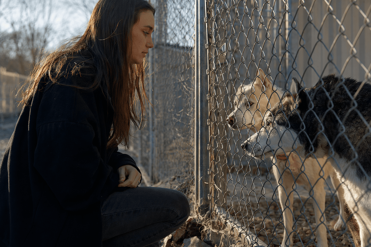 Swannanoa husky deaths spark felony charges, owner demands justice