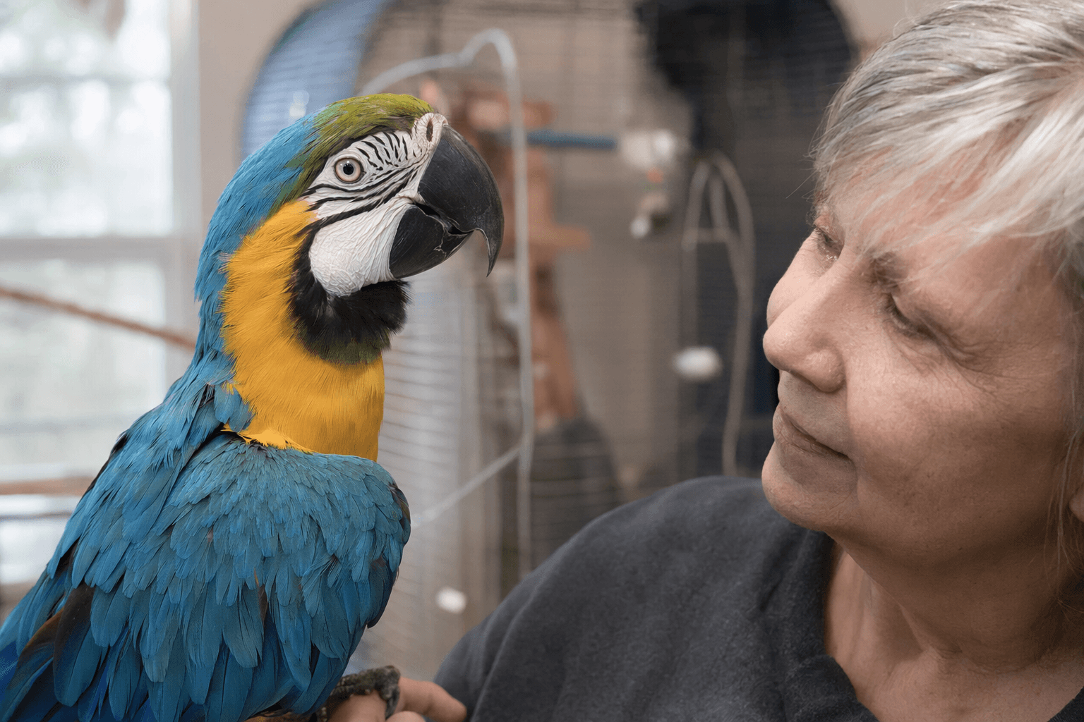 66-year-old rescue macaw thrives with patient care and affirmations