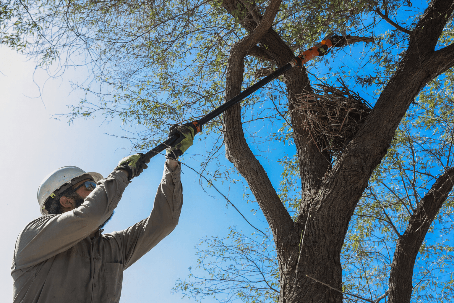 Yuma County residents urged to check for bird nests before trimming trees