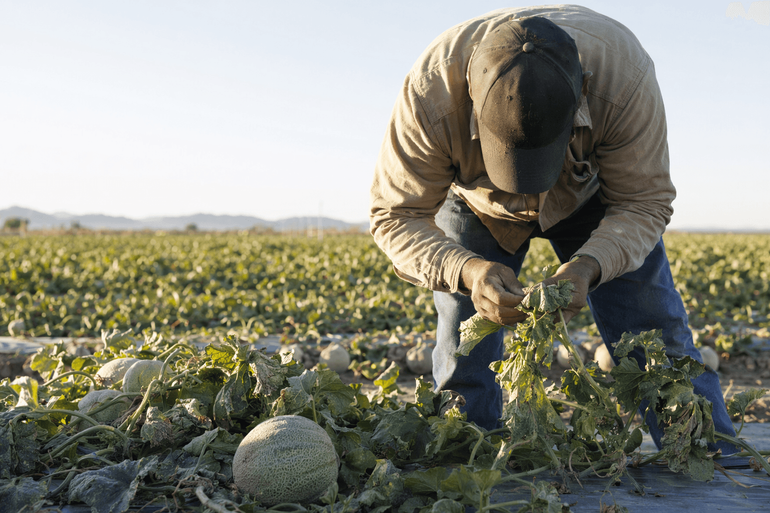 Early virus outbreak threatens Yuma County melon crops