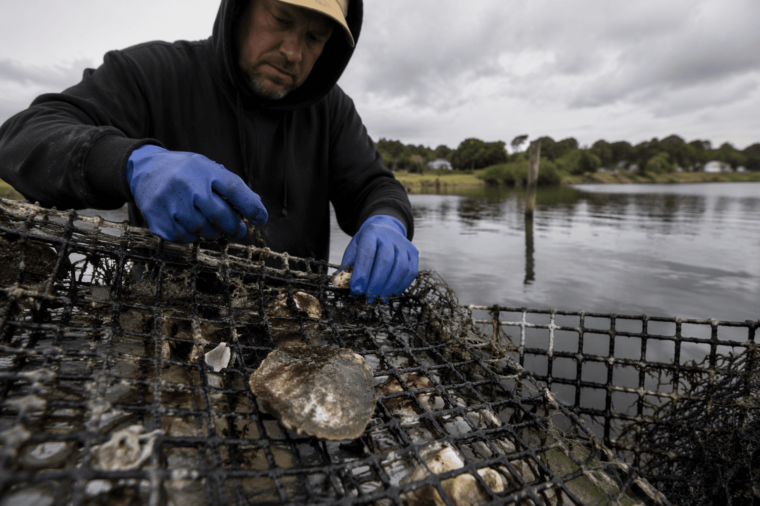 Emergency shellfish closure hits Riverhead and Southold waters