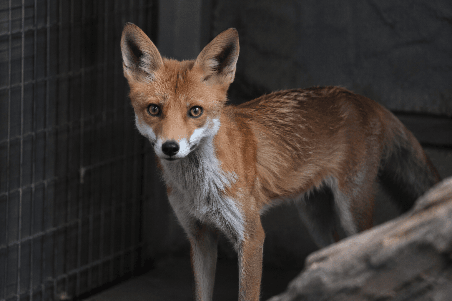 Red fox stowaway from England quarantined at Bronx Zoo