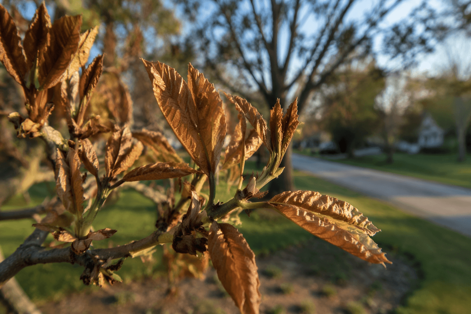 May frost blamed for brown foliage on Vinton County trees, gardens