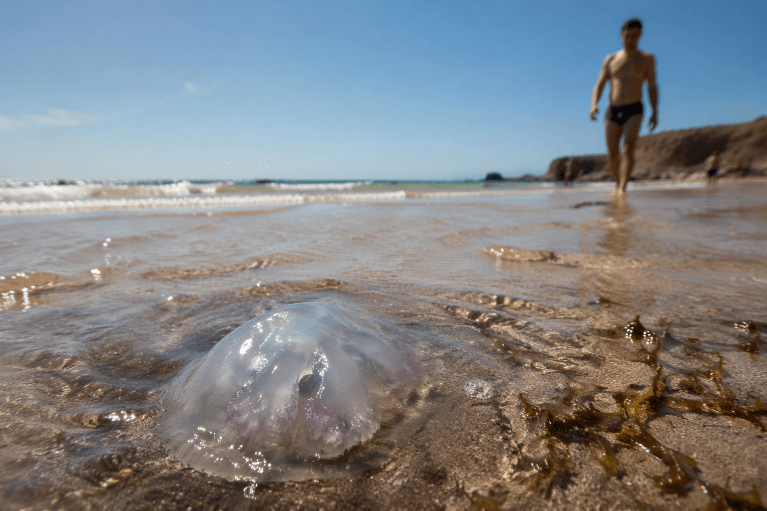 How to stay safe from jellyfish stings this beach season