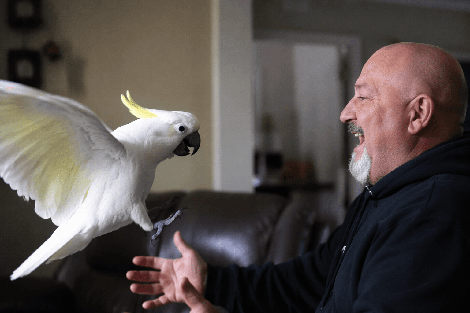 cockatoo rushes to dad after five-day reunion, viral bond shines