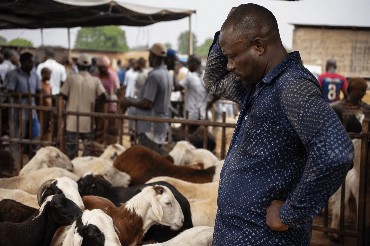 Eid shoppers in Abidjan face soaring sheep prices and shortages
