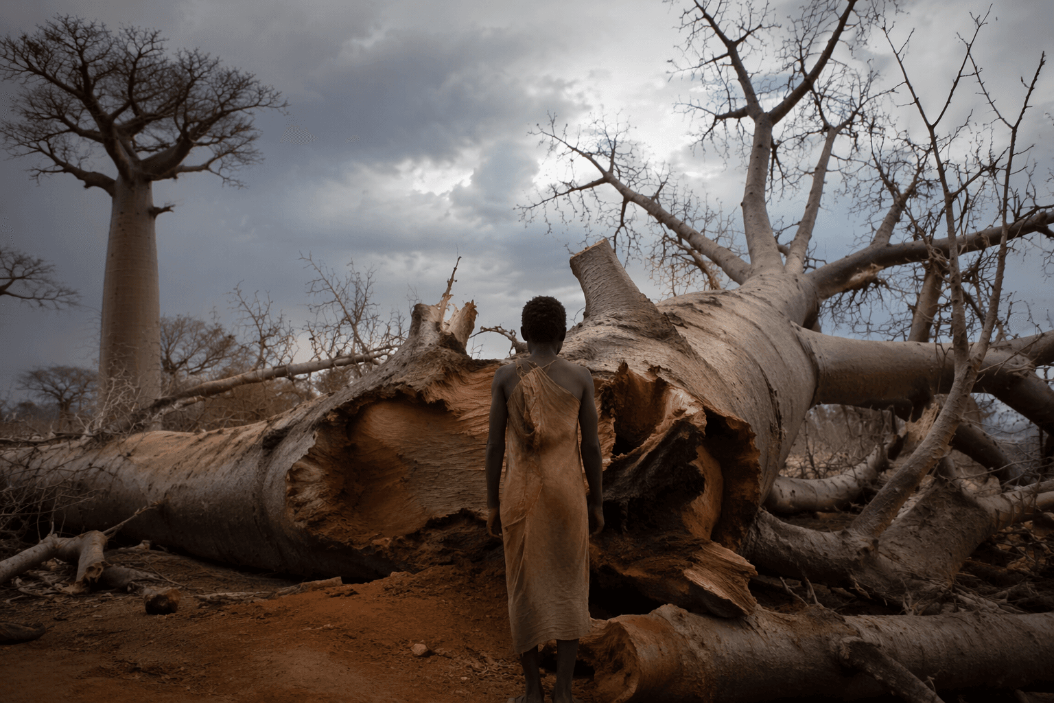 Madagascar’s sacred baobab falls as fragile ecosystem frays