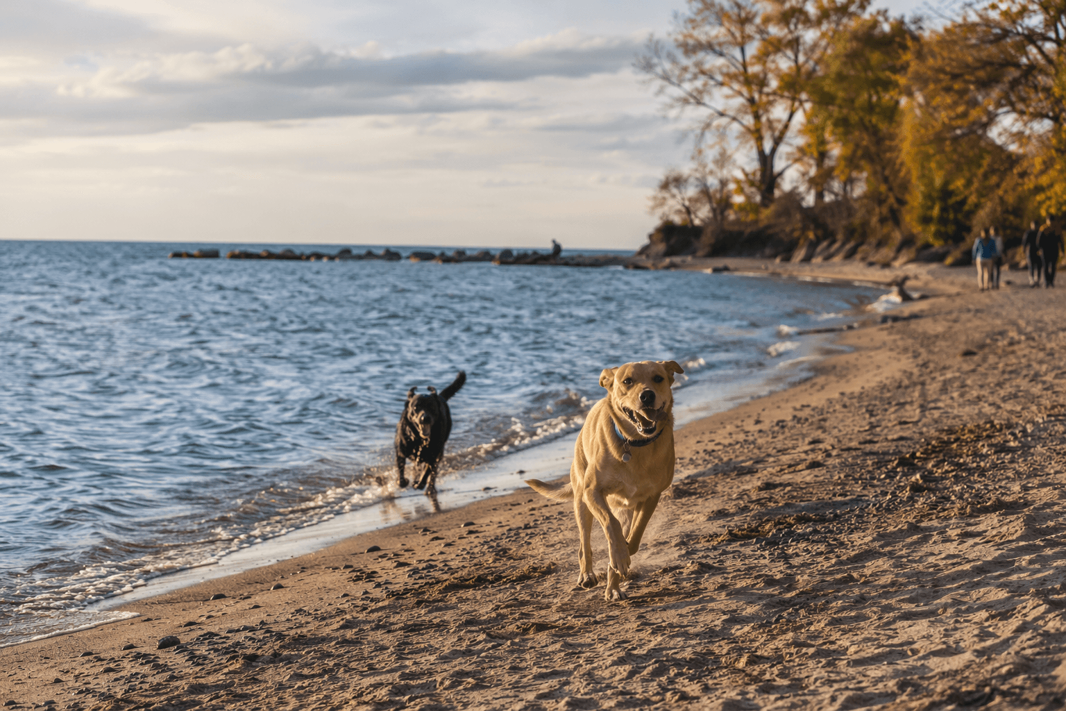 Winnetka trustees block plan for off-leash dog beach at Centennial Beach