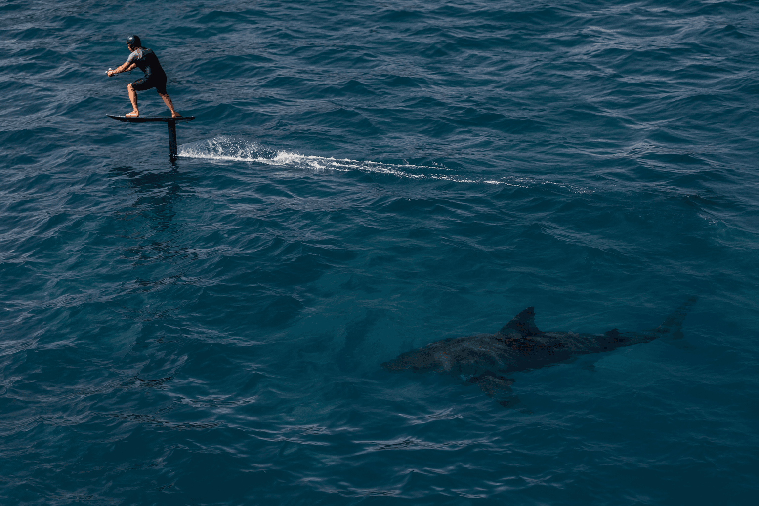 three-meter shark shadows downwind foil riders offshore