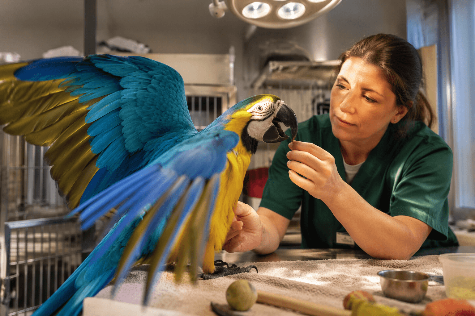 Parrot Awareness Week 2026 promotes better care and welfare education