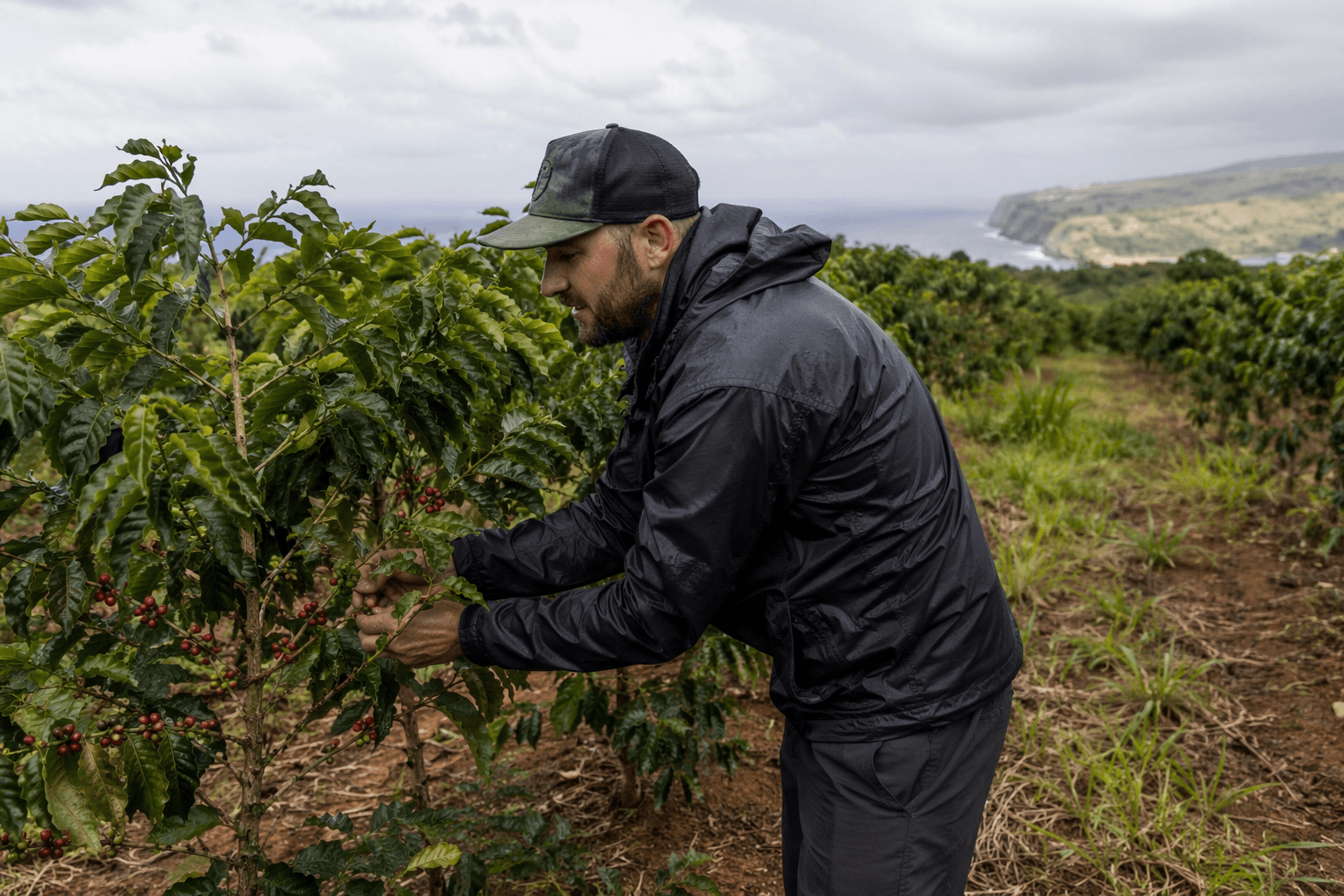 Ka‘u Coffee Festival celebrates farms, families and culture June 14-20