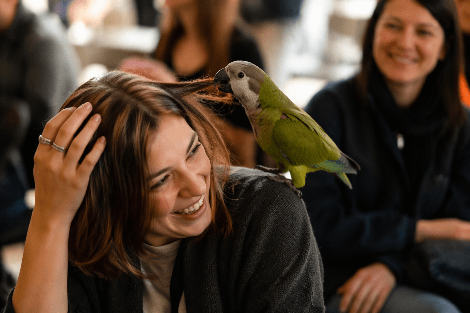 Parrot playfully tries styling human hair, a reminder of enrichment needs