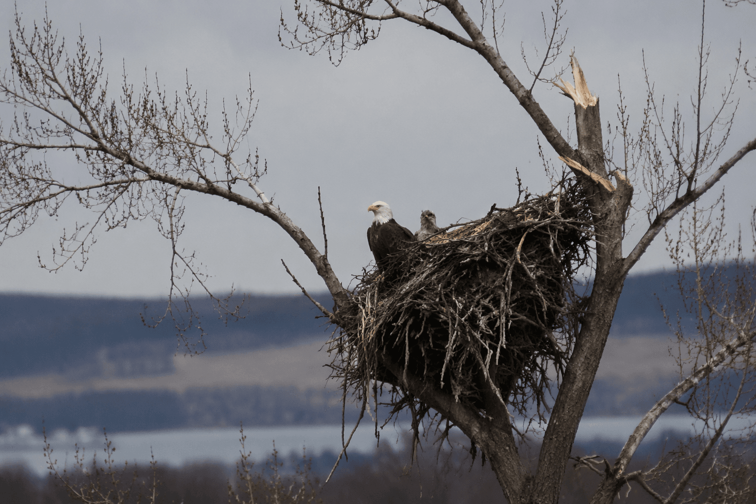 Traverse City bald eagle nest partially collapses, eaglet Snow still too young to fly