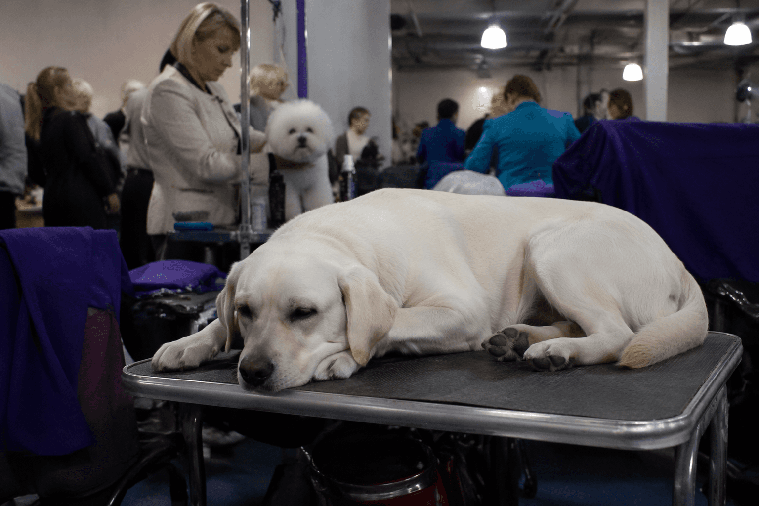 Dog News challenges AKC's two-shows-in-one-day model for exhibitors