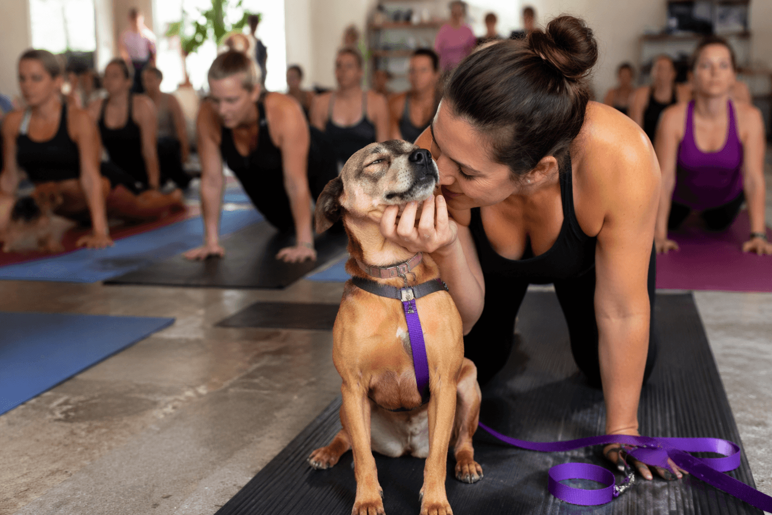 Springfield rescue dog yoga class will raise funds for adoption charity